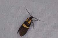 Dasycera oliviella