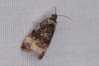 Endothenia