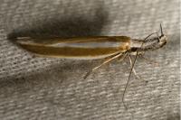 Pleurota aristella