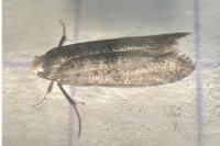 Swammerdamia pyrella