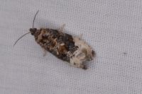 Hedya nubiferana