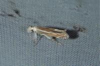 Isophrictis lineatella