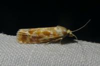 Rhyacionia buoliana