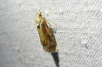 Rhyacionia buoliana