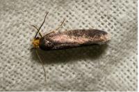 Cephimallota