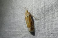 Rhyacionia buoliana