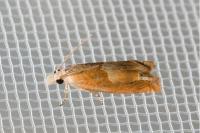 Eucosma conterminana