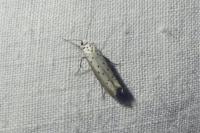 Yponomeuta padella