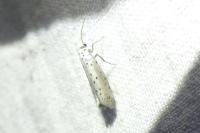 Yponomeuta padella