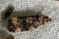 Endothenia