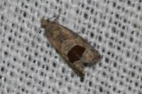 Notocelia uddmanniana