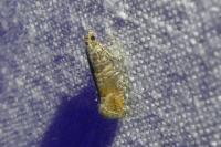 Clavigesta purdeyi