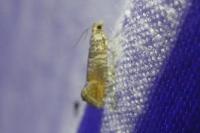 Clavigesta purdeyi