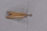 Pleurota aristella