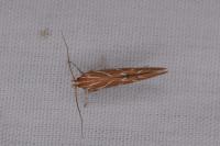 Pyroderces argyrogrammos