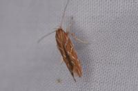 Pyroderces argyrogrammos