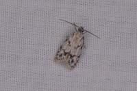 Symmoca signatella