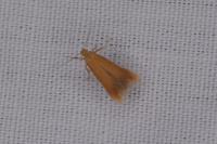 Tischeria ekebladella