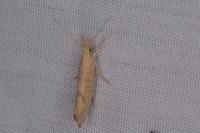Ypsolopha alpella