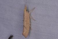 Ypsolopha alpella