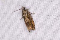 Zeiraphera isertana