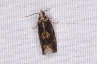 Zeiraphera isertana