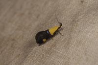 Oecophora bractella