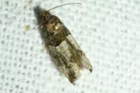 Gypsonoma aceriana
