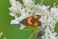 Pammene aurana