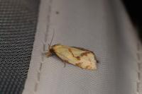 Agapeta hamana