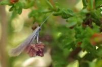 Coleophora juncicolella