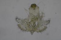 Coleophora juncicolella