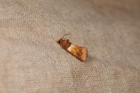 Epinotia festivana