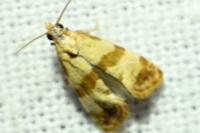 Phalonidia contractana