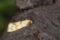 Agapeta hamana