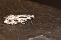 Archinemapogon yildizae