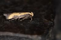 Brachmia dimidiella