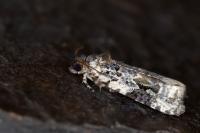 Celypha woodiana