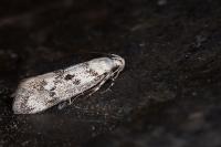 Herrichia excelsella