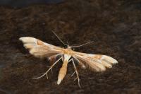 Cnaemidophorus rhododactylus