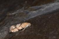 Cydia interscindana