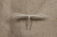 Pterophorus pentadactylus
