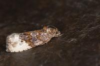 Hedya nubiferana
