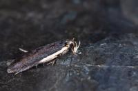 Nothris lemniscellus