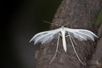 Pterophorus pentadactylus