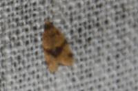 Epagoge grotiana
