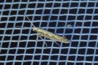 Plutella xylostella