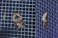 Acleris variegana