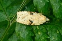 Agonopterix petasitis