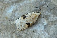 Agonopterix petasitis